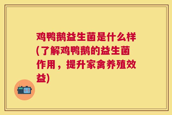 鸡鸭鹅益生菌是什么样(了解鸡鸭鹅的益生菌作用，提升家禽养殖效益)