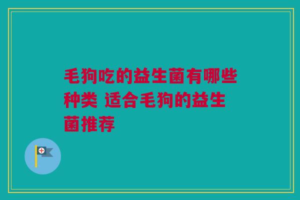 毛狗吃的益生菌有哪些种类 适合毛狗的益生菌推荐