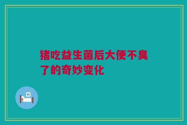 猪吃益生菌后大便不臭了的奇妙变化