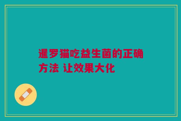 暹罗猫吃益生菌的正确方法 让效果大化