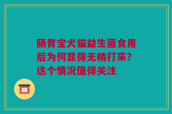 肠胃宝犬猫益生菌食用后为何显得无精打采？这个情况值得关注